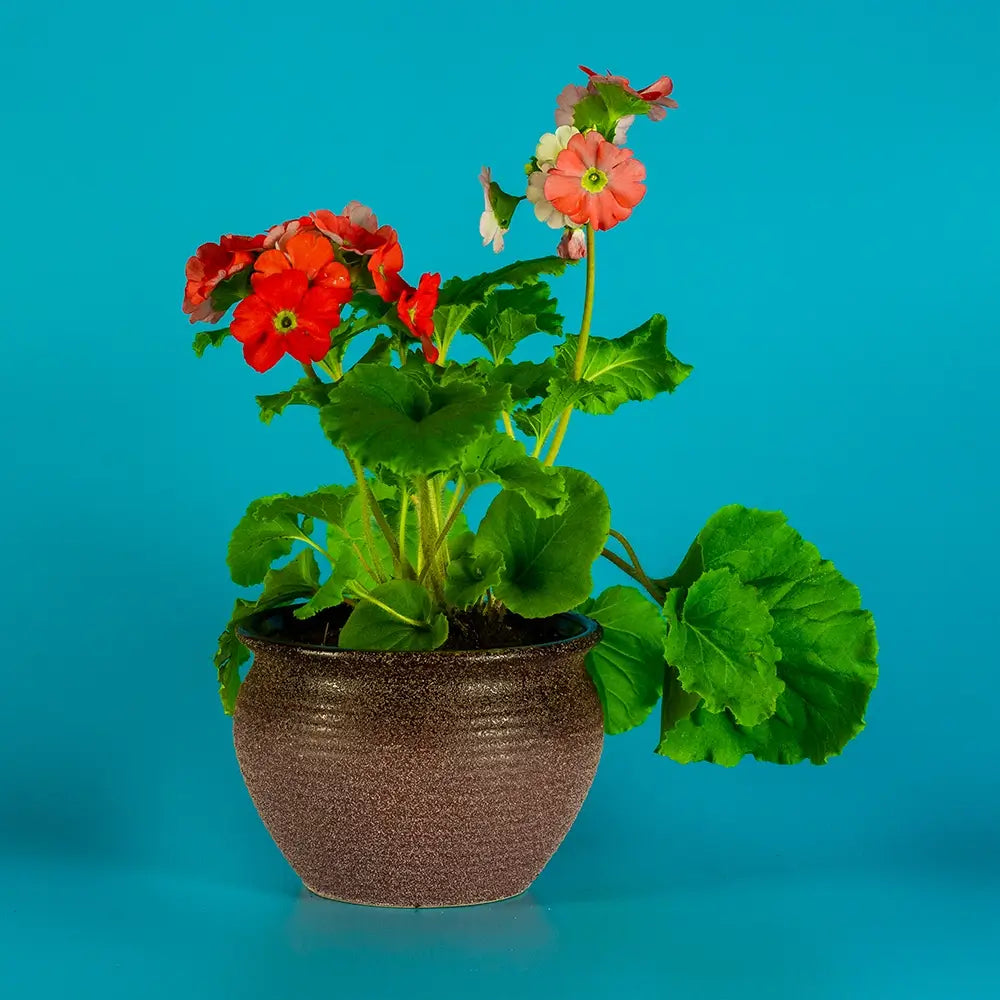 Flor + macetero