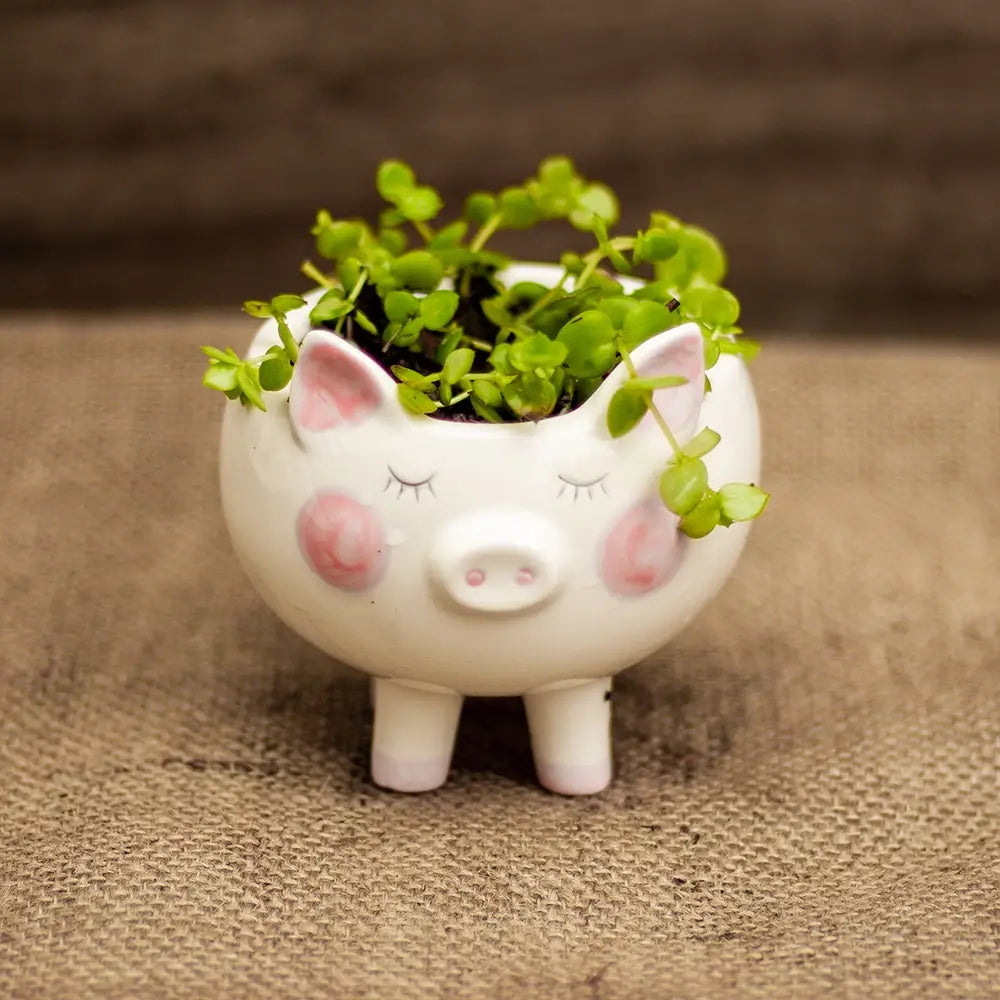 Planta Pequeña en Macetero Chancho