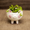 Planta Pequeña en Macetero Chancho