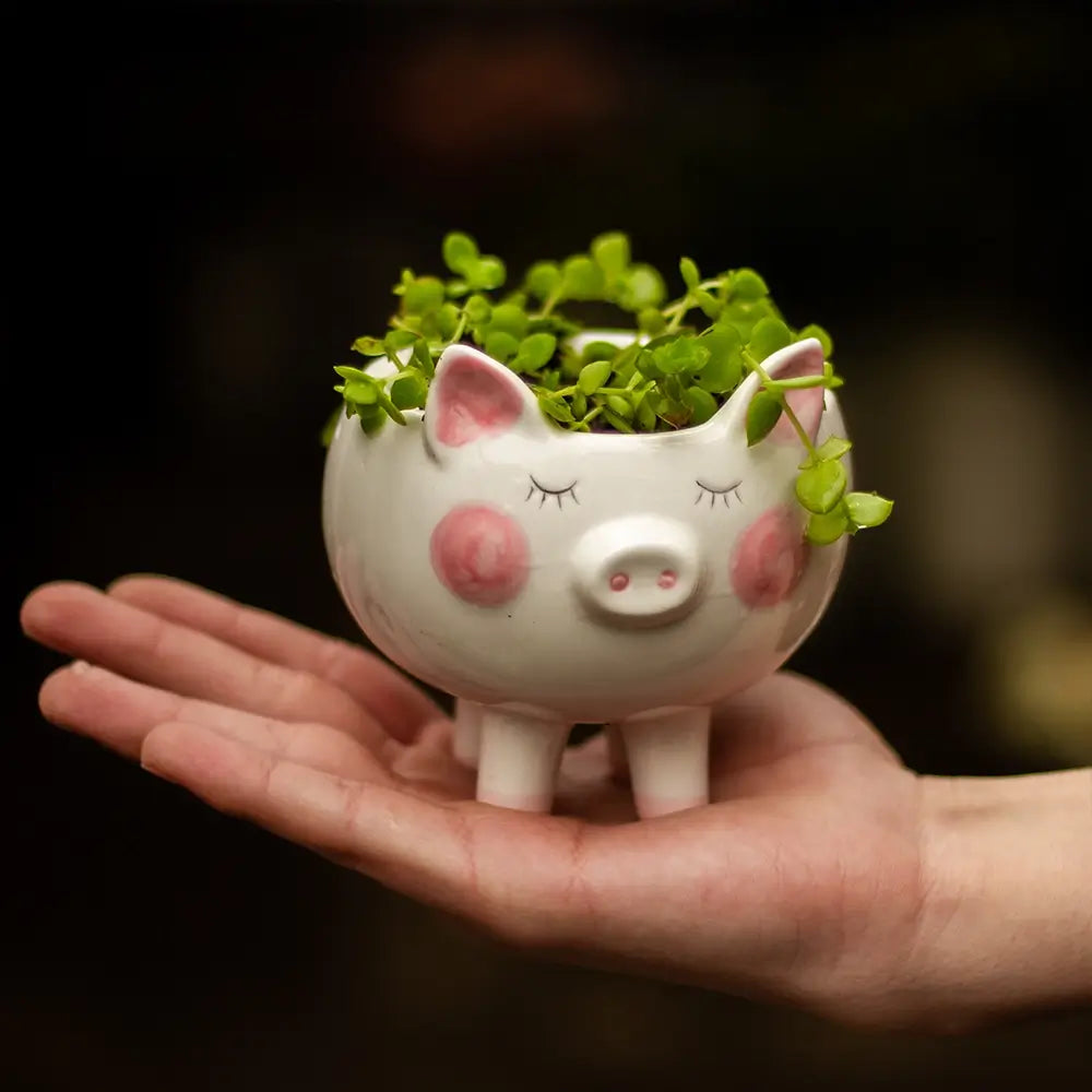 Planta Pequeña en Macetero Chancho