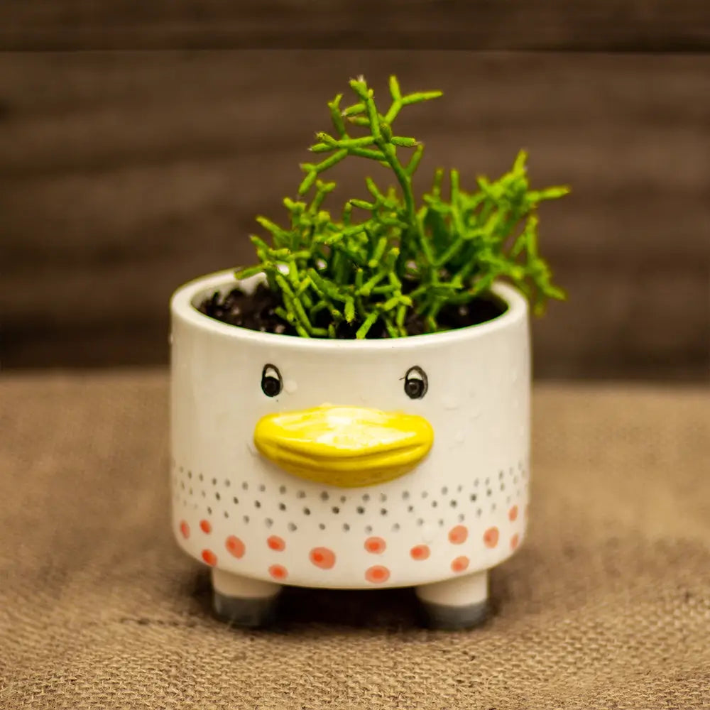 Planta Pequeña en Macetero Pato
