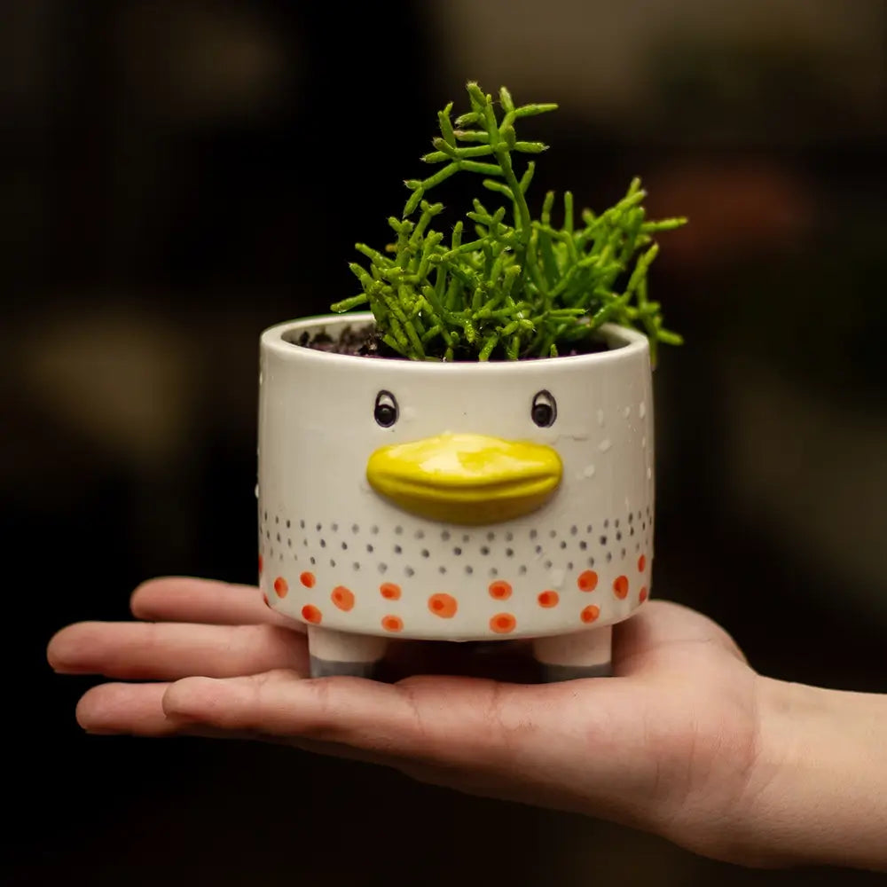 Planta Pequeña en Macetero Pato