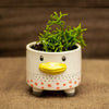 Planta Pequeña en Macetero Pato