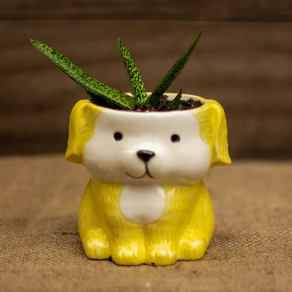 Sansevieria en Perrito Amarillo