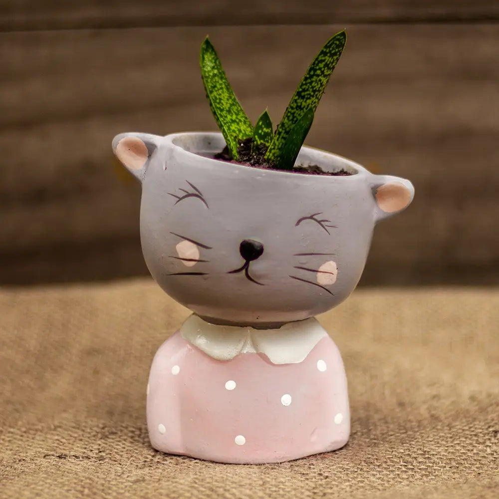 Sansevieria en Gatito