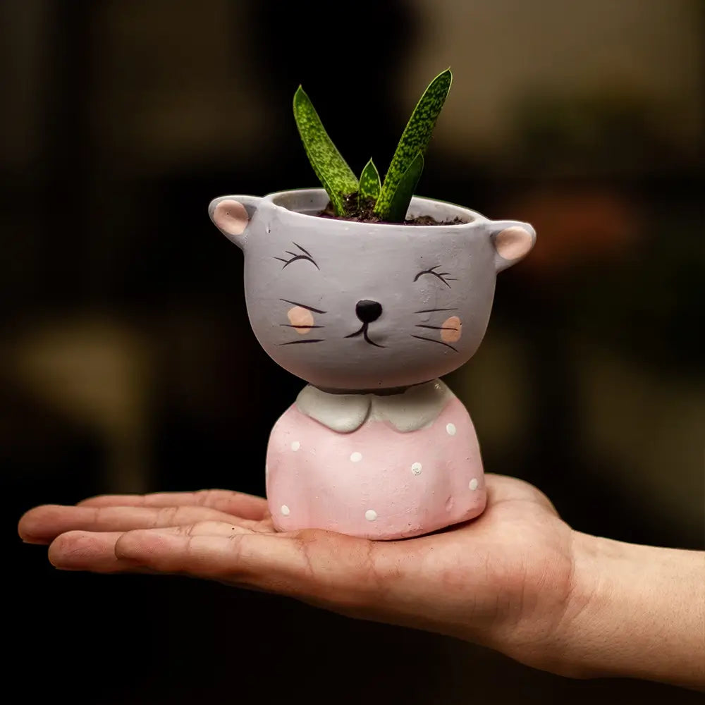 Sansevieria en Gatito