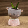 Sansevieria en Gatito