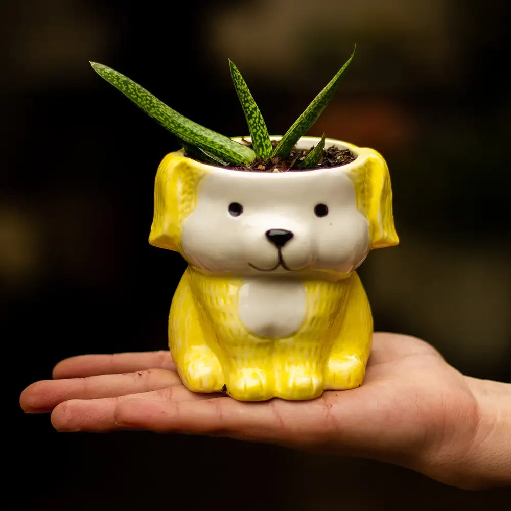 Sansevieria en Perrito Amarillo