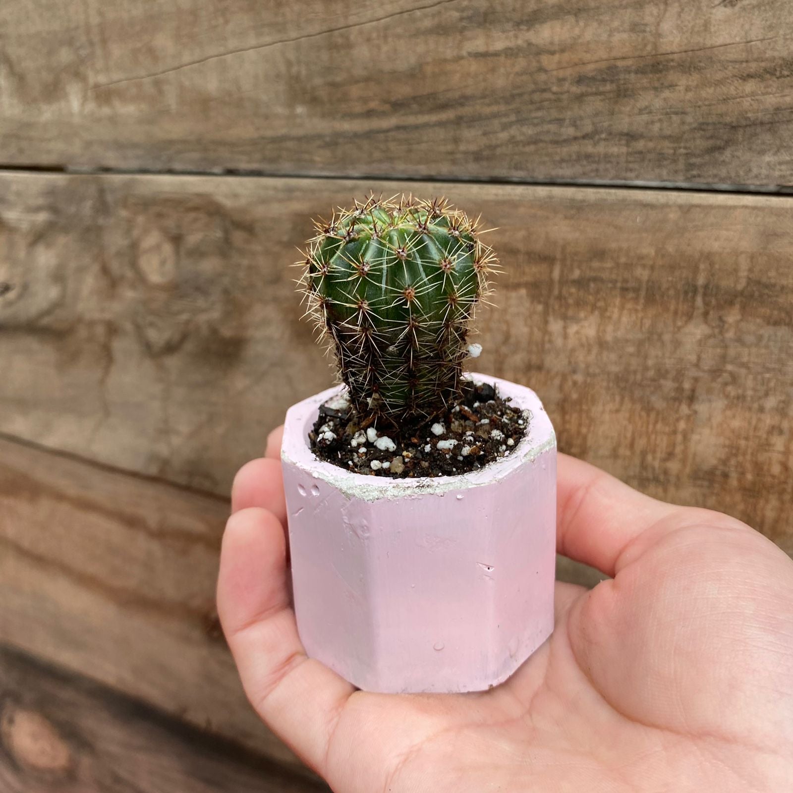 Big Cactus