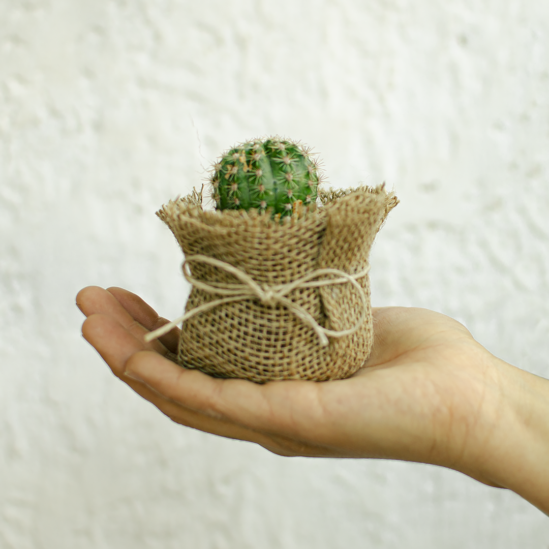 Mini Cactus