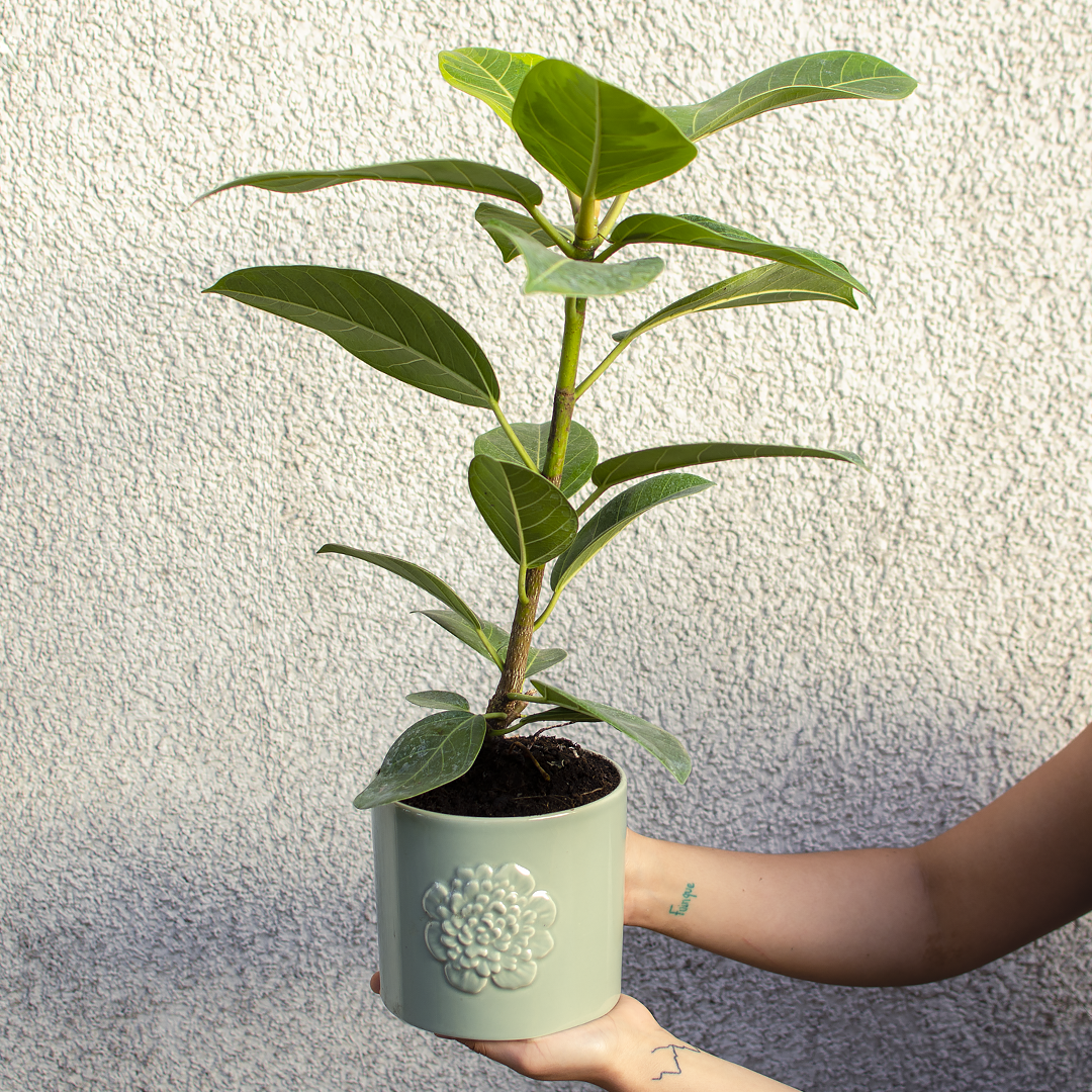 Planta Ficus altissima