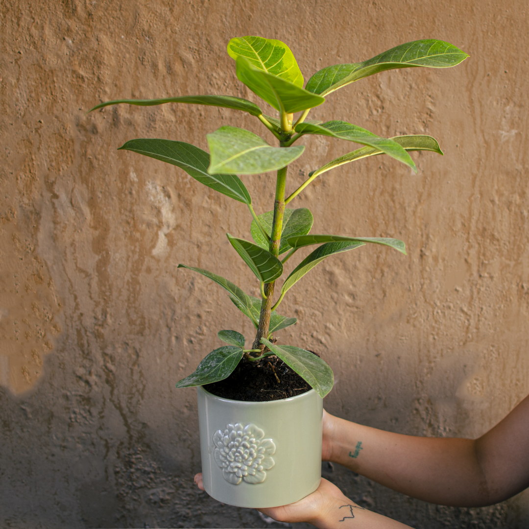 Planta Ficus altissima