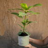 Planta Ficus altissima