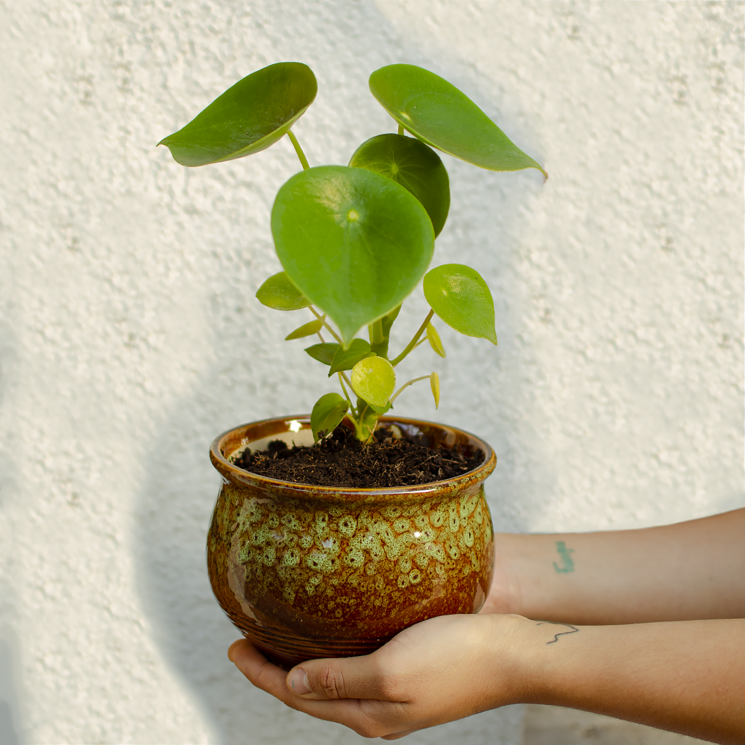 Planta Cucharita - Pilea Peperomioides
