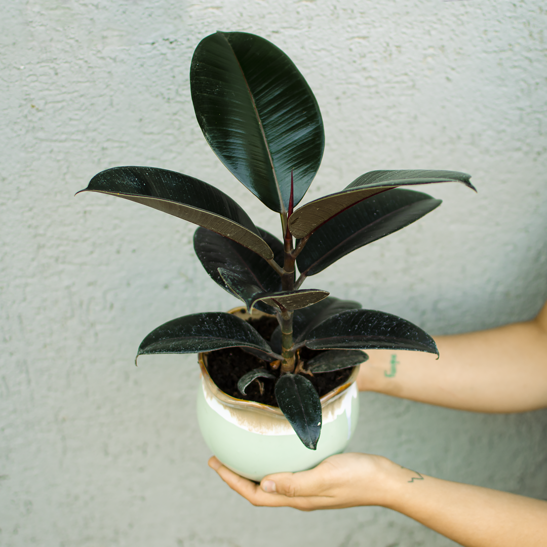 Planta Gomero