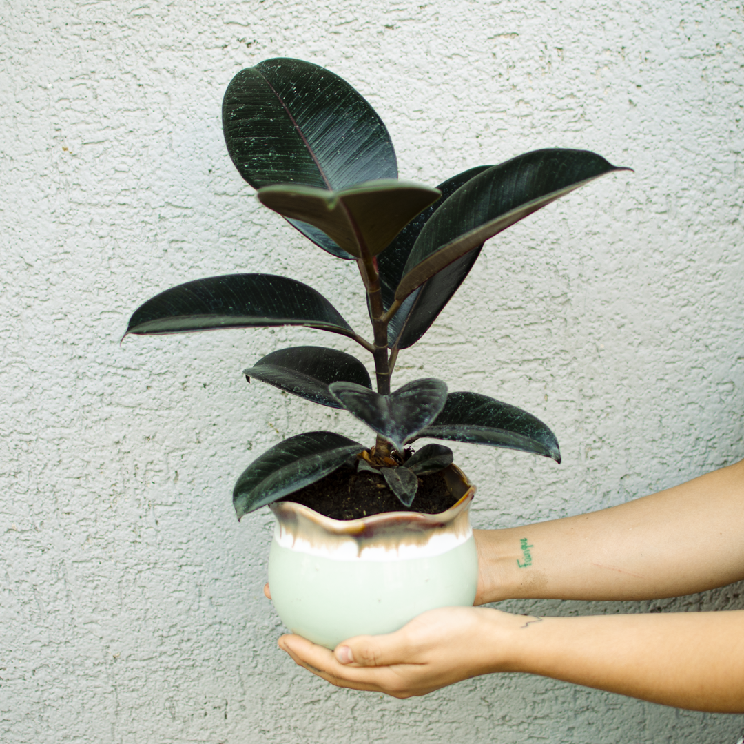 Planta Gomero